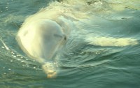 /album/dolfijnenblog/foto-s-slapen-in-het-dolfinarium-100-jpg/